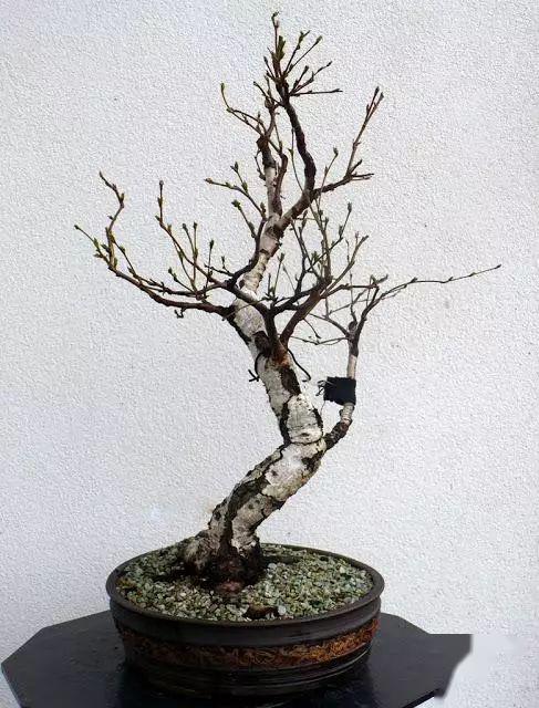 (图文)农村达人,山林边的白桦也可以做盆景,发现美的价值