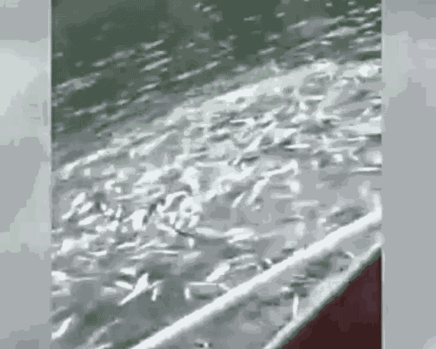 625_500gif 动态图 动图