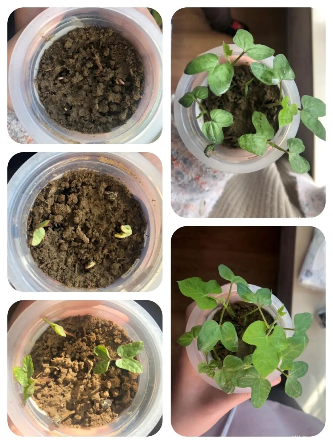 种植观察 day4牵牛花幼苗子叶完全打开后已经渐渐长出真叶了,真叶是