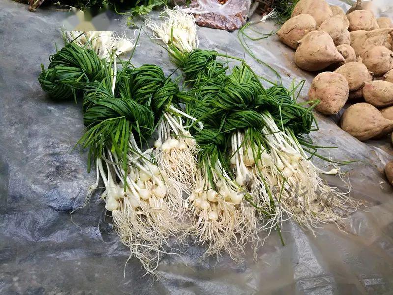 苦蒜,也有人喊叫苦葱,1块5角钱一把.