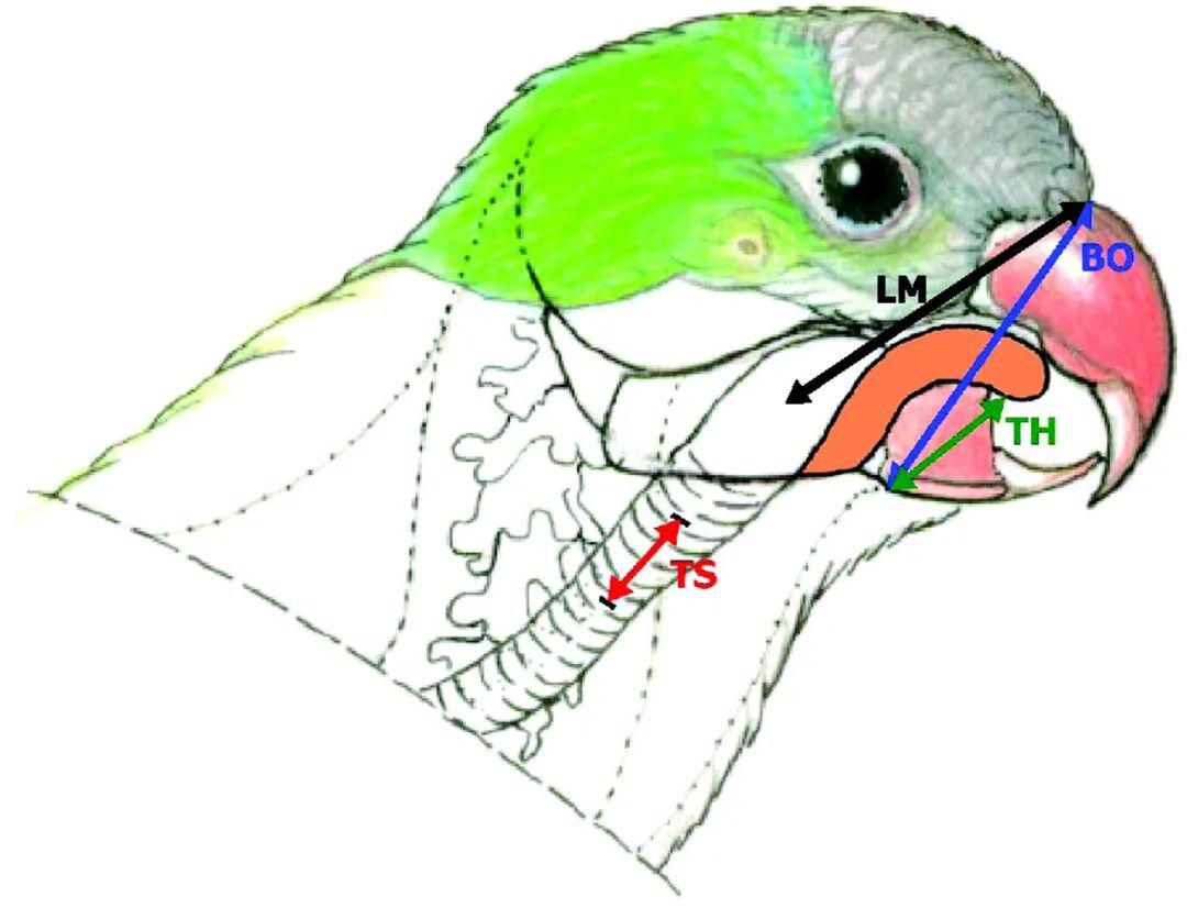 究竟为什么鹦鹉能像人类一样说话