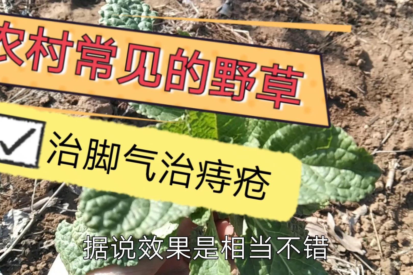 農村一種常見的野草能治腳氣痔瘡採訪患者說效果崗崗地