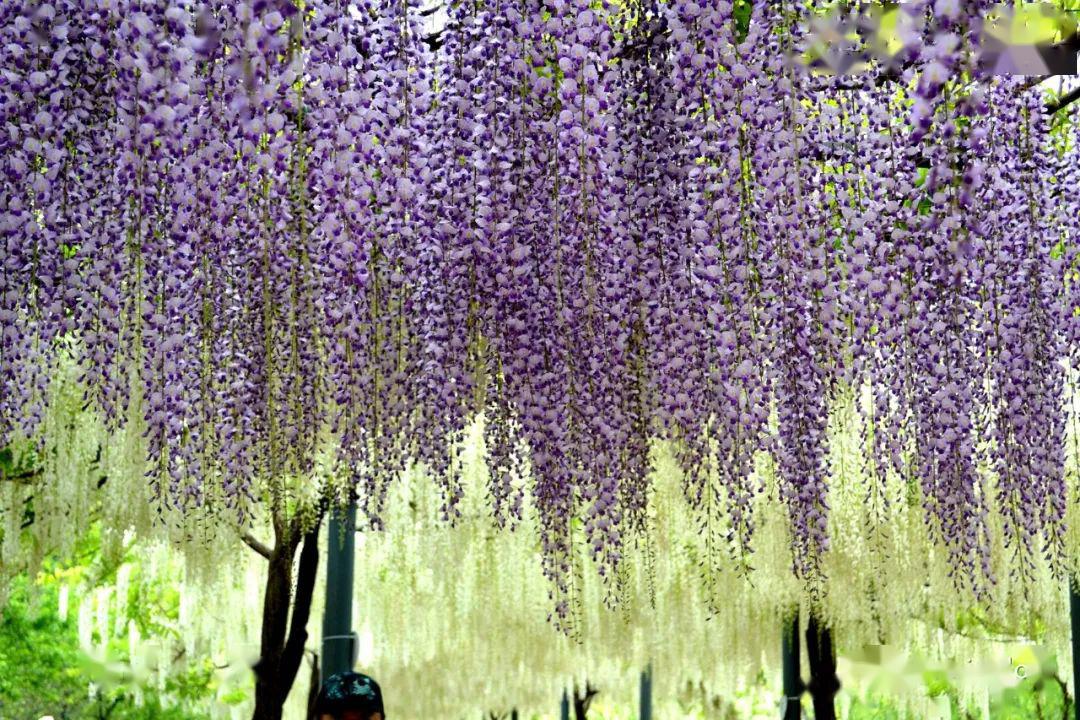 万紫千红总是春 | 2020_紫藤