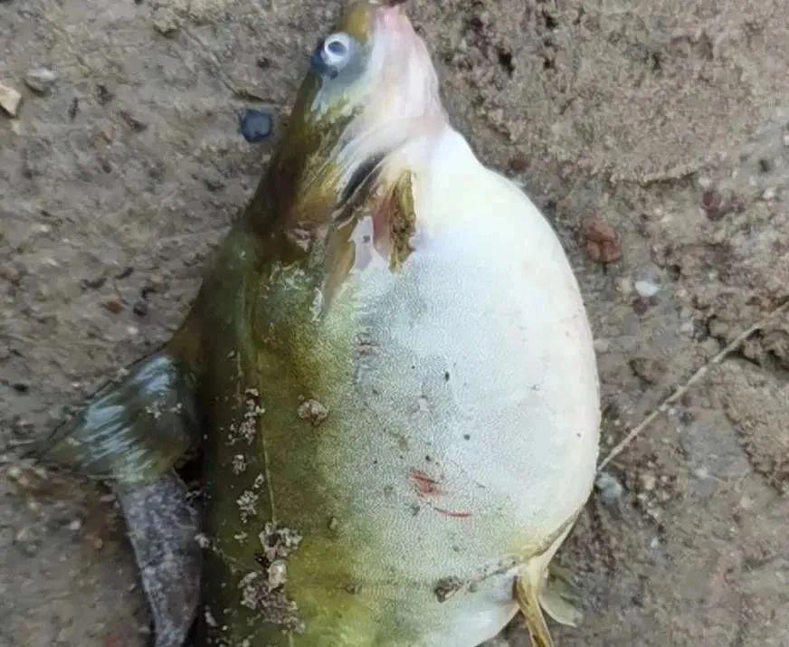 黄颡鱼爆发性死亡好惨专家这样说