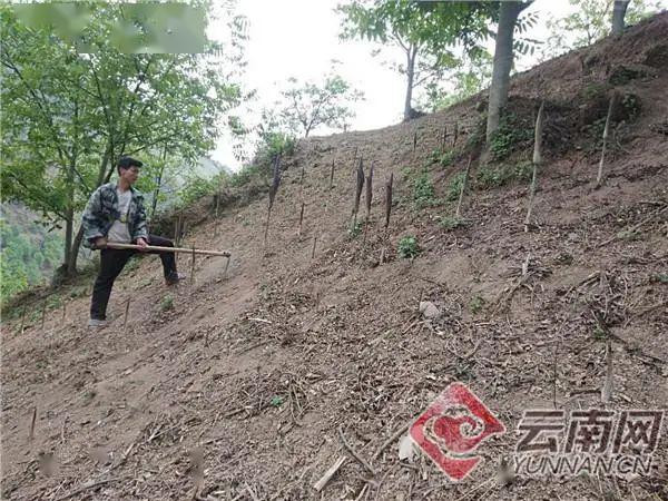 金黃的松毛上,祥雲縣米甸鎮插朗哨村碑墓山小組建檔立卡貧困戶黃中平