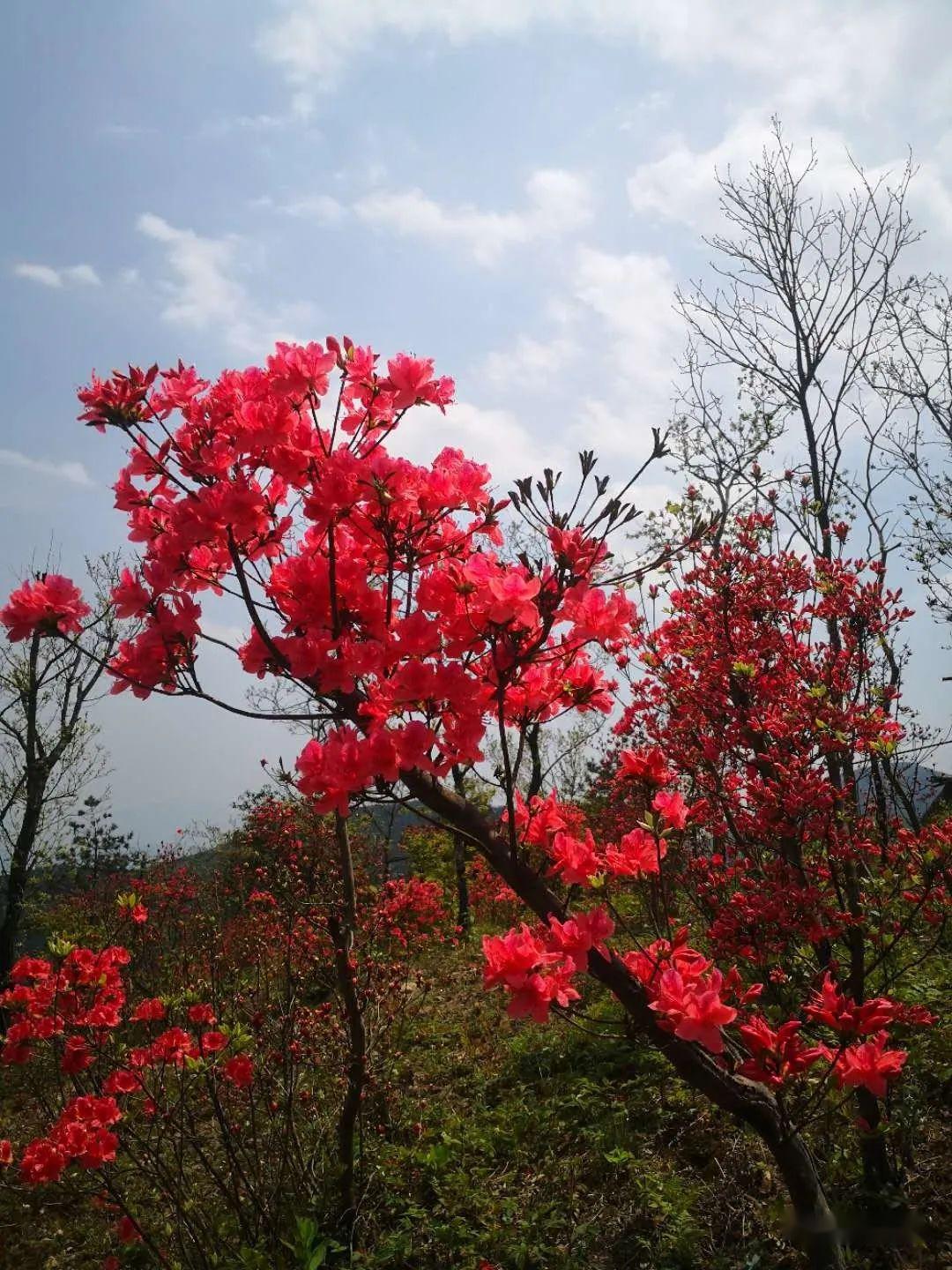 今日頭條 醉美大雷山 杜鵑花開紅勝火