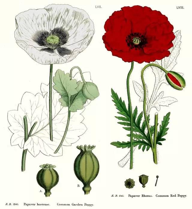 禁种铲毒教你辨别罂粟花让罪恶之花无处绽放