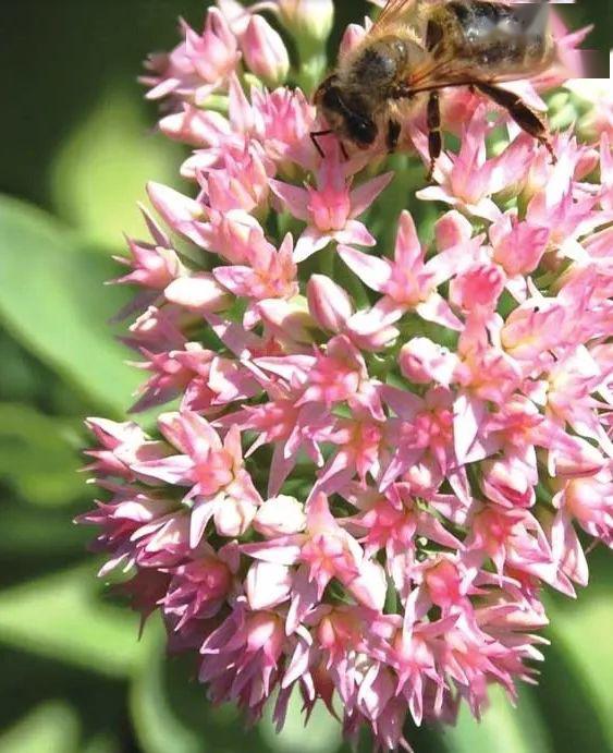 民间蝎子草八宝景天在阳台上绽放超级美