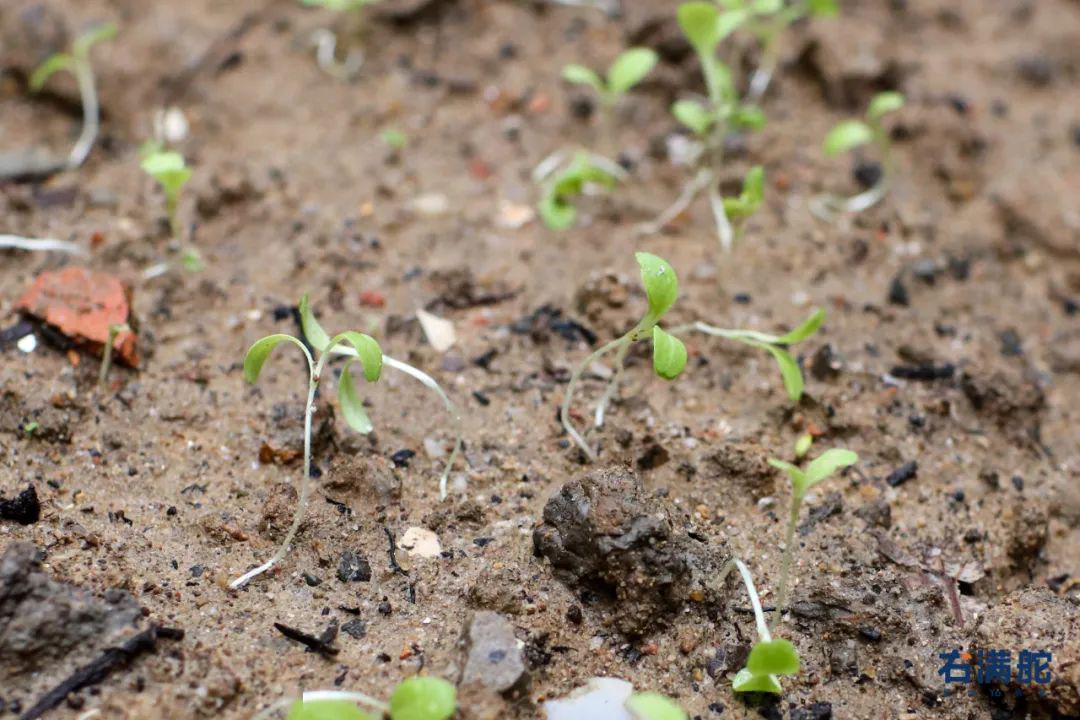 都市农业生菜苗死亡的思考