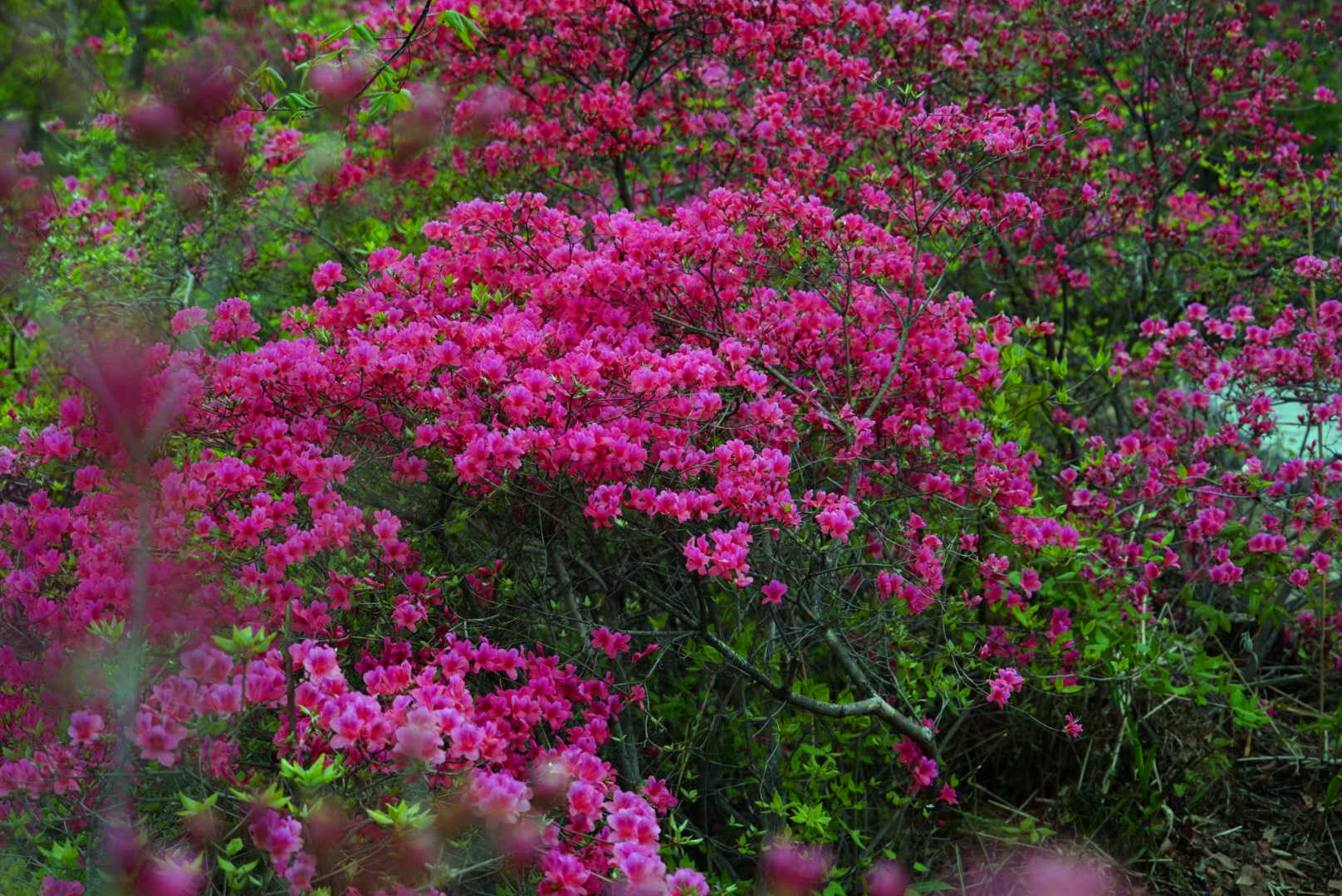 正是踏春赏花季,鲁山县四棵树杜鹃花漫山盛开,您不来看看?