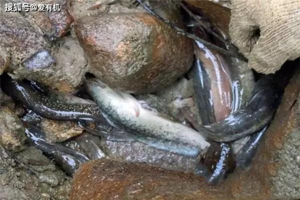 原创山涧小溪石头缝里有一种鱼,广西人称为"张公鱼",煮汤非常美味!