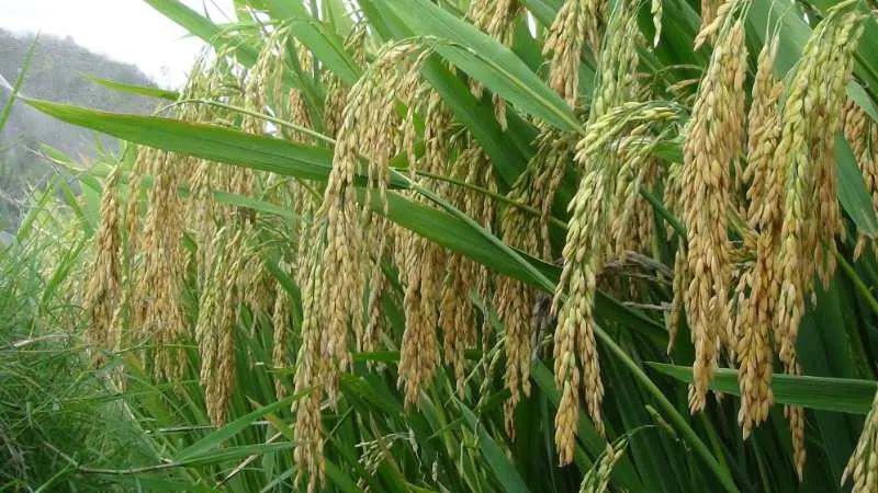 中国稻王在三亚诞生!亩产最高超2000公斤