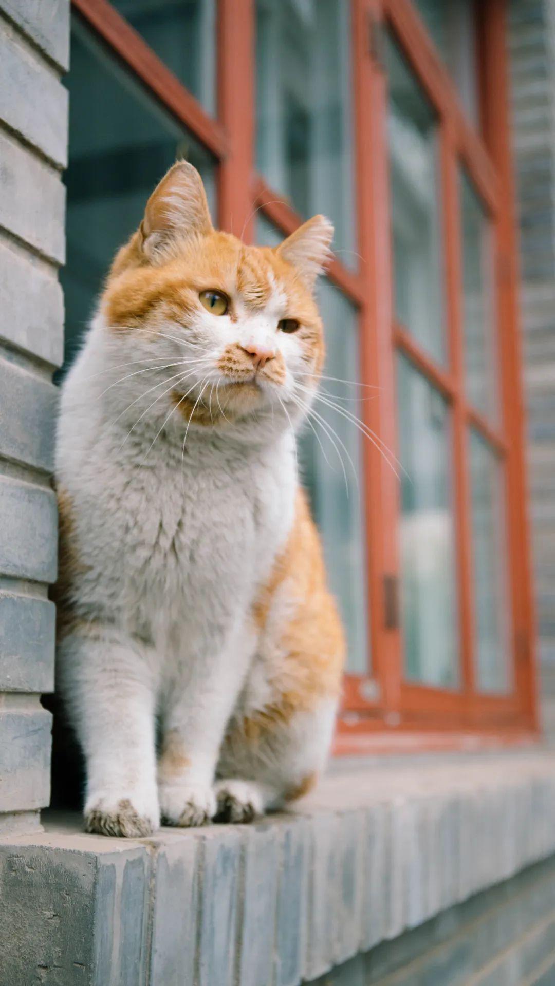 在北大做小动物,会被怎样爱护?丨sky·生命_猫咪