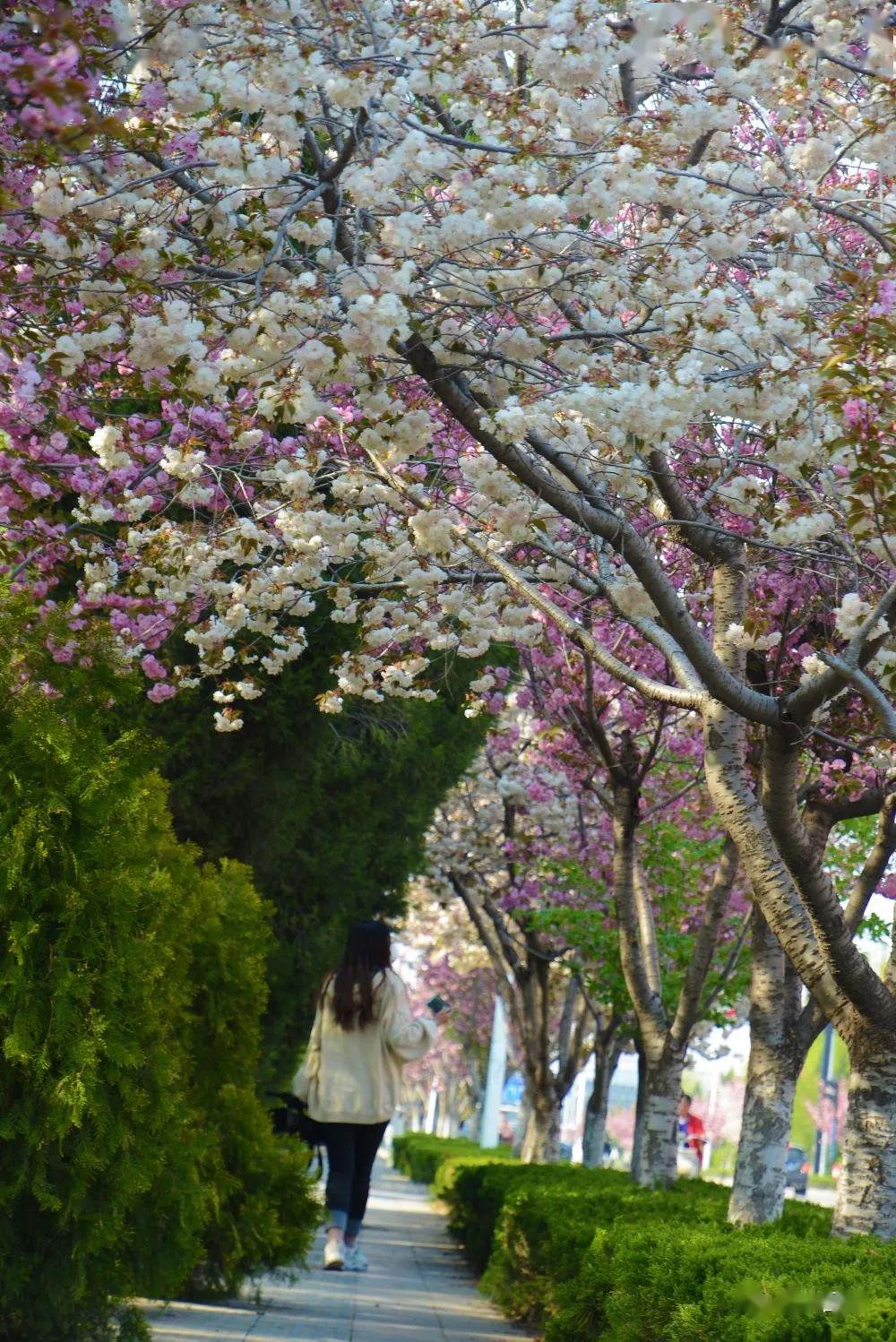 青州东风和煦春满城正是樱花烂漫时