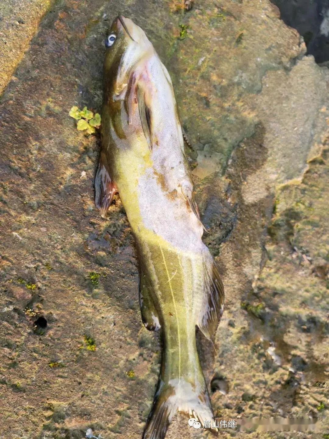 黄颡鱼爆发性死亡好惨专家这样说