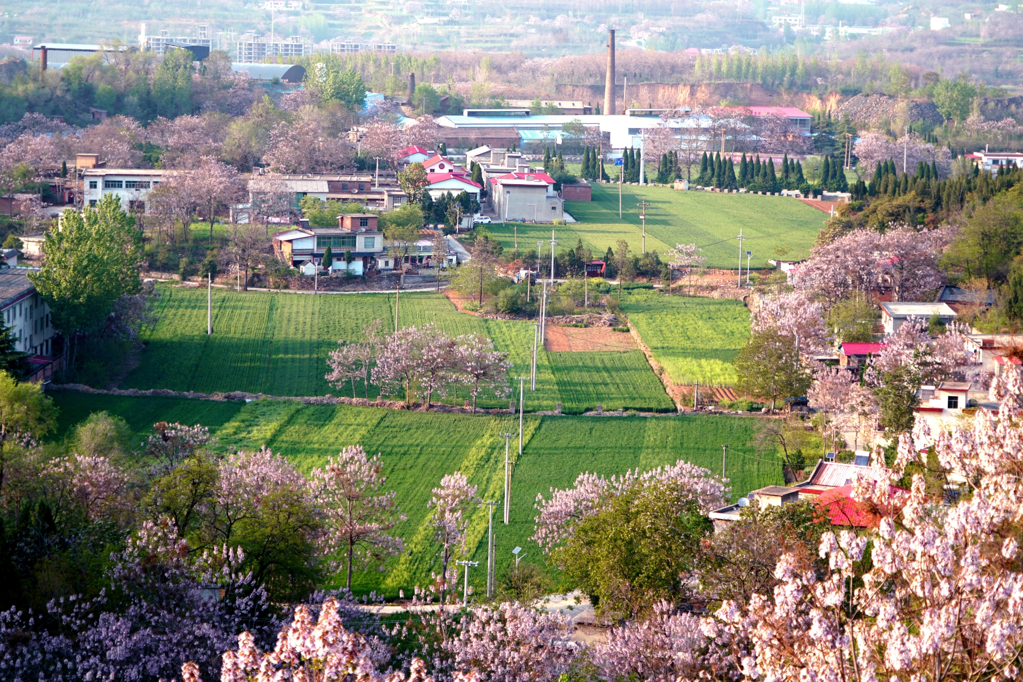 中国泡桐之乡图片