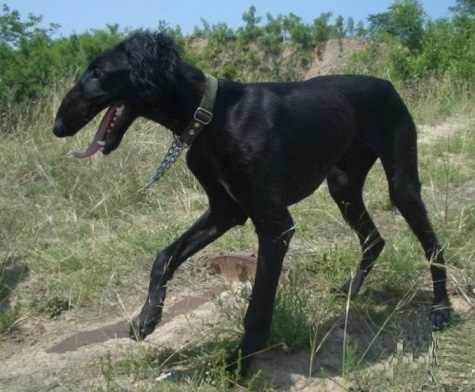 细犬图片黑色图片