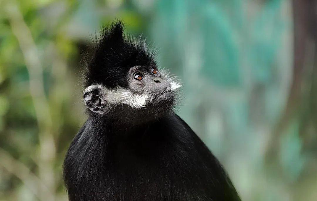 一词一世界广西大明山保护区再现野生黑叶猴踪迹