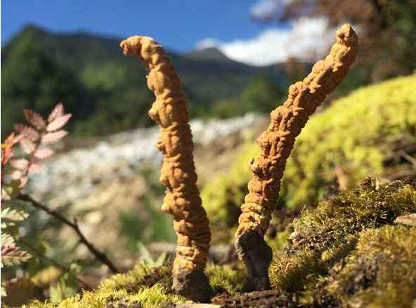 中国唯一没有树的城市盛产虫草唯独种不活树悬赏30万请人种