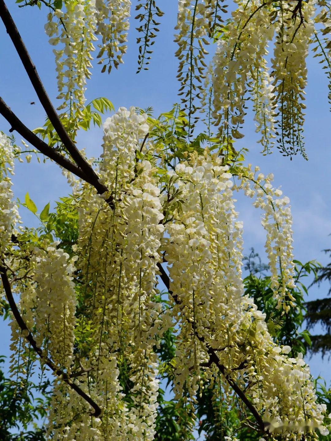 万紫千红总是春 | 2020_紫藤