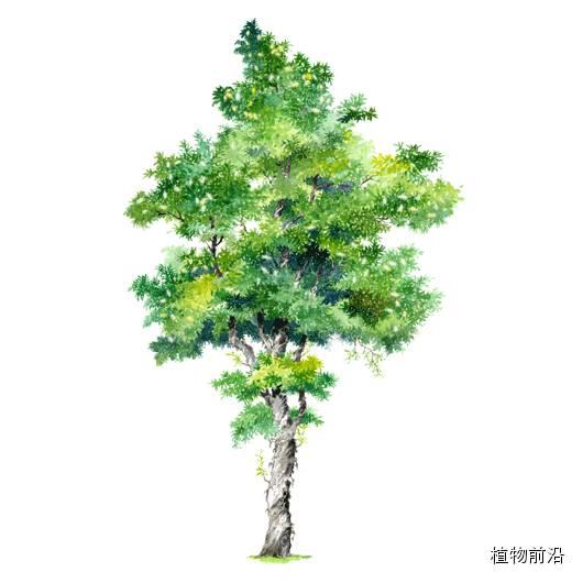 快来认树了101种带名字的手绘植物立面图