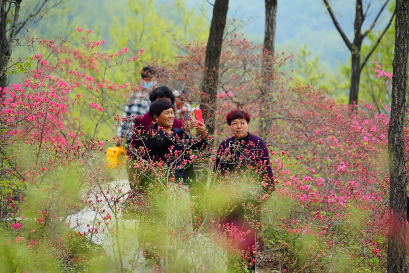 正是踏春赏花季,鲁山县四棵树杜鹃花漫山盛开,您不来看看?