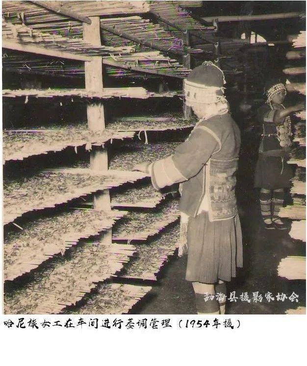 六十年前的勐海茶厂是如何做茶的?揭开一段普洱印级茶的光荣岁月