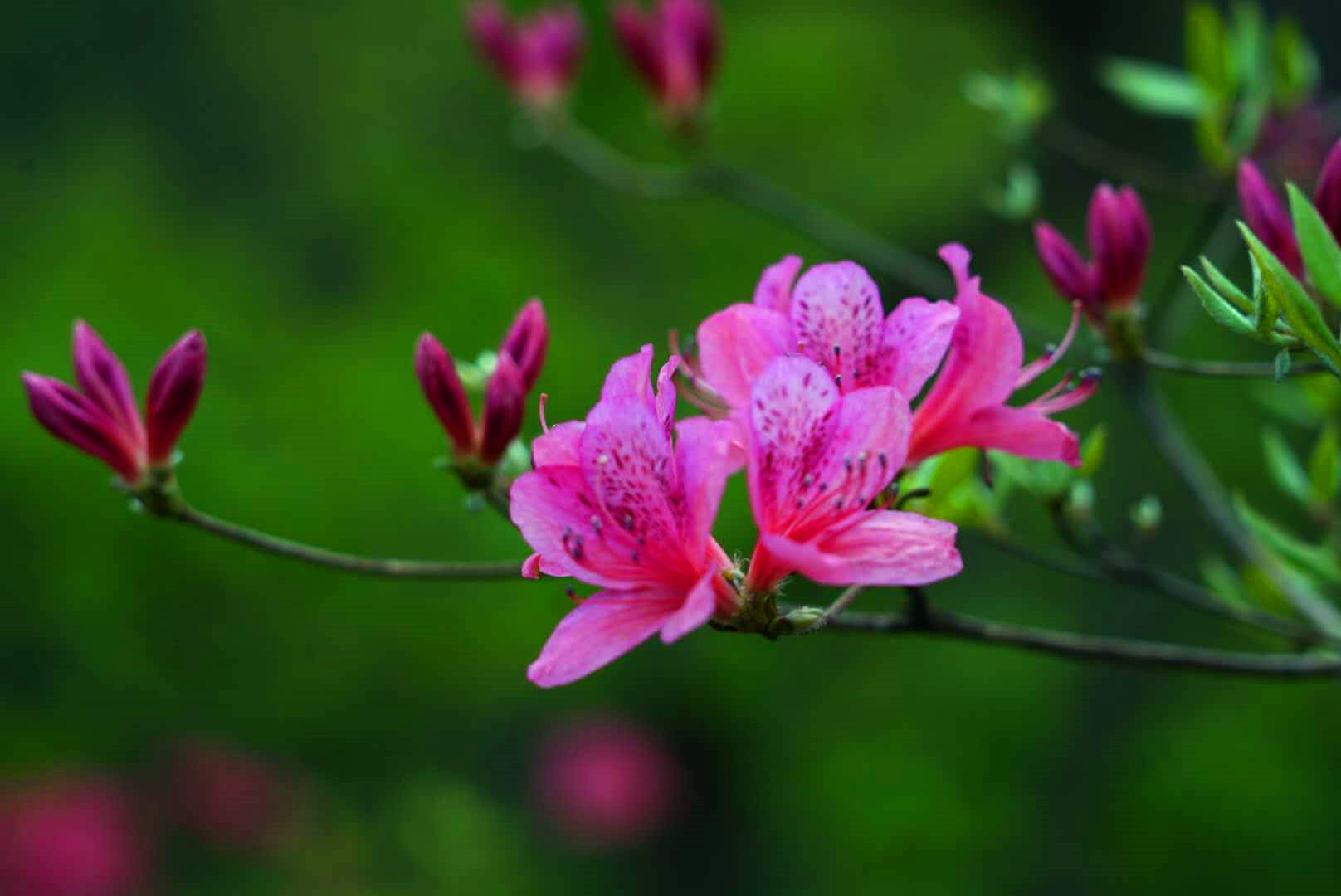 正是踏春赏花季鲁山县四棵树杜鹃花漫山盛开您不来看看