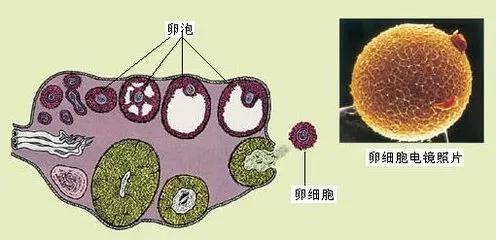 正常卵泡图片 成熟图片