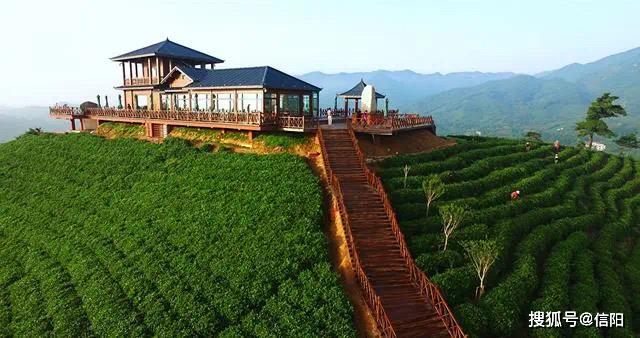 全域旅游 赏万亩茶园 来一场视觉盛宴 信阳文新茶村