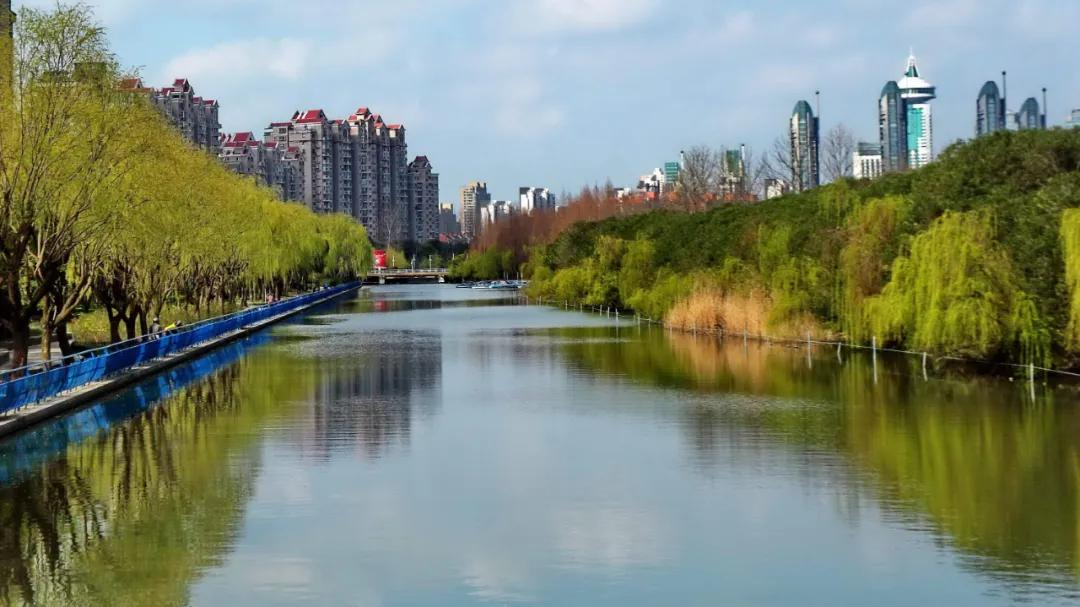 世纪公园七彩花田进入最佳观赏期小布带你看ta的超级变变变