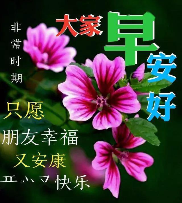 好看唯美的鮮花早上好圖片帶字早安圖片祝福問候句子