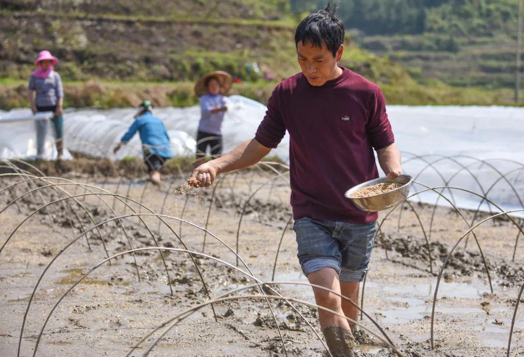 【冲刺90天 打赢歼灭战】盘石镇臭脑村:优质水稻育秧忙村民参与热情高