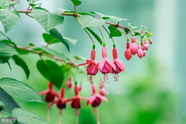 自帶仙氣的花卉,居家栽植的