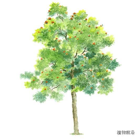 鸭脚木 schefflera octophylla王棕 roystonea regia桃树 prunus