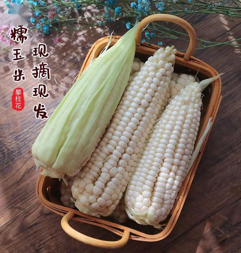 吃货团攀枝花高山糯玉米纯天然香甜软糯全家都爱的牛奶白玉米