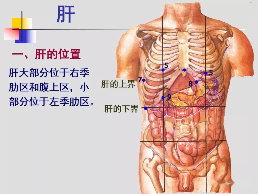 肝脏解剖位置示意图图片
