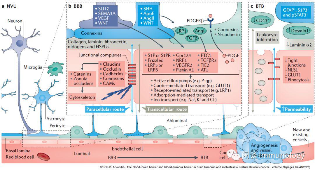 脑肿瘤的血脑屏障特点及抗肿瘤药物递送