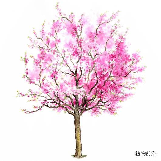 日本葵 phoenix roebelenii双翼豆 peltophorum pterocarpum桂花