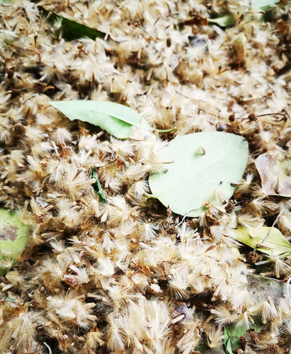 环卫工人正忙着清扫比"毛毛"还过劲成堆成堆的梧桐絮小编在十五中附近