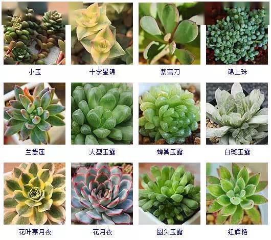 100种植物名字常见植物图片