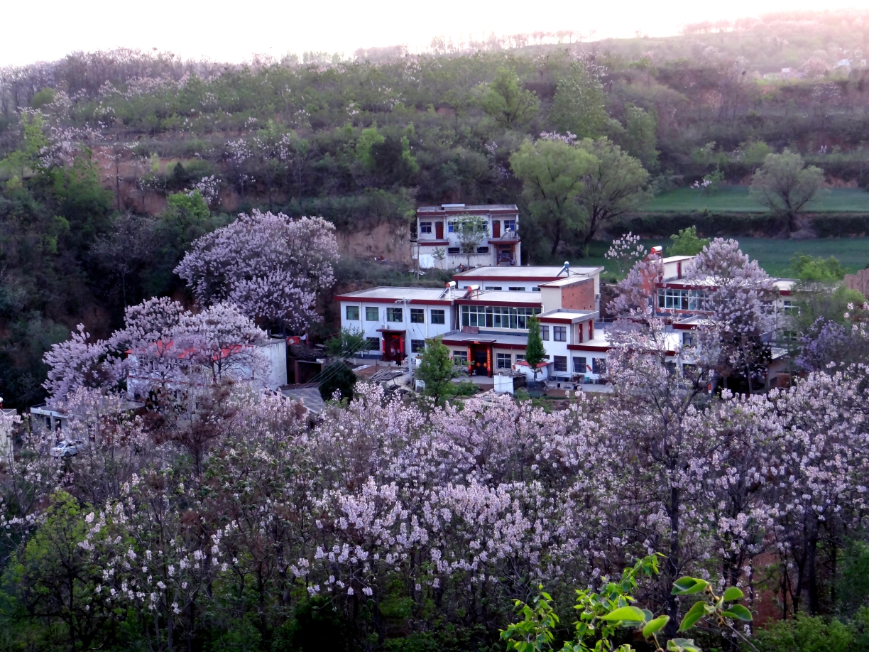 最美人间四月天!在巩义的春天邂逅泡桐花开