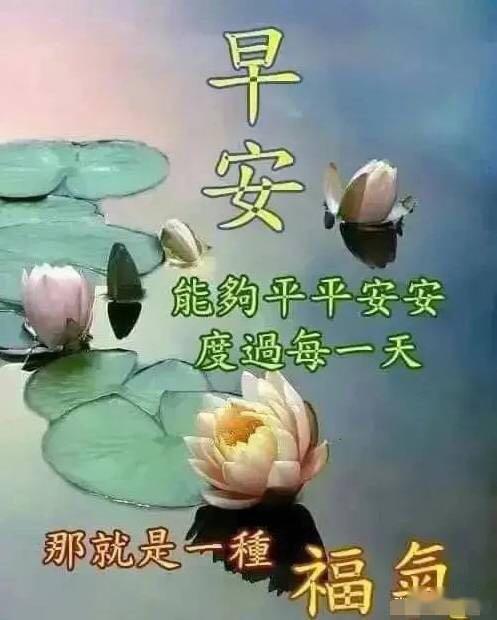 好看唯美的鲜花早上好图片带字早安图片祝福问候句子