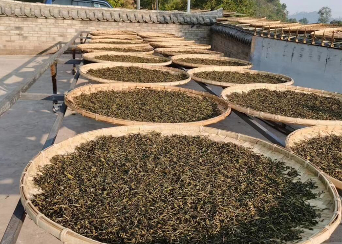 普洱茶晒青有何玄机