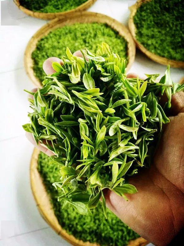 人间四月天,都藏在一杯诸城绿茶里.