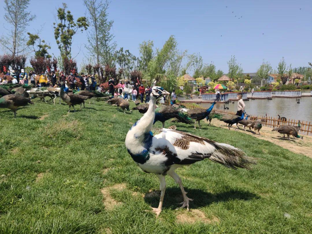 阜阳又一动物园开园海狮表演孔雀东南飞15大观赏区