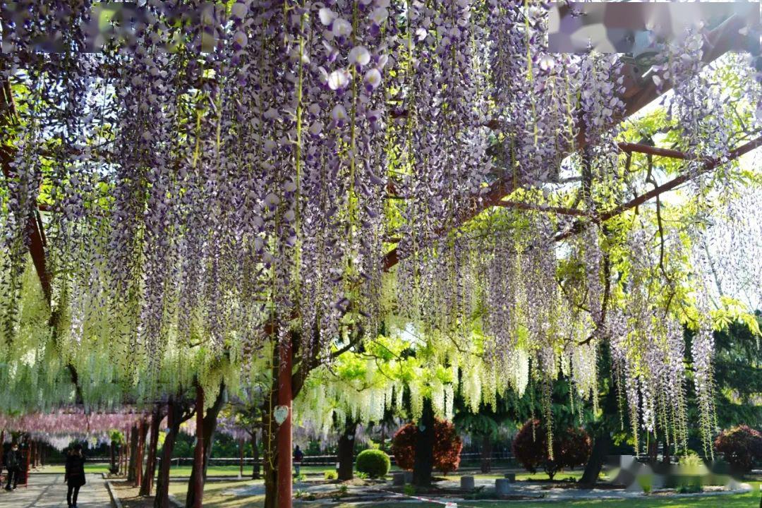 万紫千红总是春 | 2020_紫藤