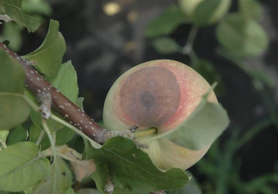 苹果病虫害梳理病害篇