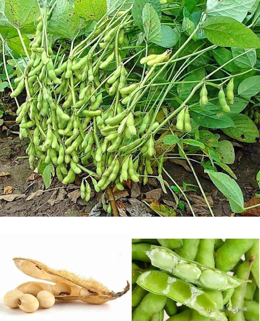 《食史百味》豆中王者蛋白最丰,绿色牛乳滋养众生:人类食用大豆的历史