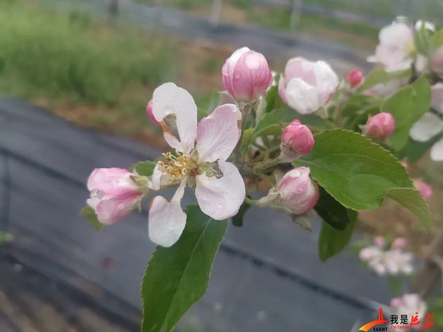 最美人間四月天快來洛川欣賞蘋果花